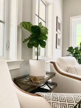 Load image into Gallery viewer, A bush fiddle leaf fit shaped into a petite tree. The plant is in a ceramic pot on a mirrored table.
