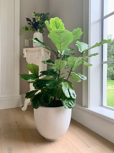 A fiddle-leaf fig plant sitting inside a white stone planter (the bandani pot). The pot is large and thick-walled.