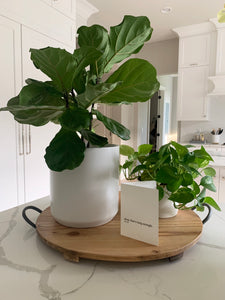 A starter fiddle-leaf fig in a ceramic white pot on a wooden tray.