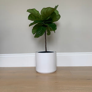 A bush fiddle-leaf fig shaped into a petite tree in a ceramic pot.