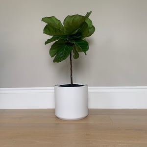 A bush fiddle-leaf fig shaped into a petite tree in a white ceramic pot against a gray wall.