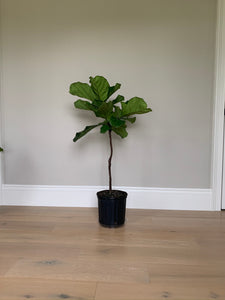 A small fiddle-leaf fig tree in its grower's pot in front of a gray wall.