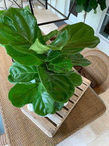 A top-down view of a fiddle-leaf fig on a wooden crate.