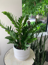 Load image into Gallery viewer, Zamioculcas (ZZ) Plant
