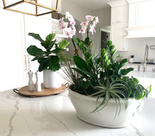 Load image into Gallery viewer, Zamioculcas (ZZ) Plant
