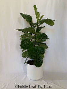 A bush fiddle-leaf fig sitting in a ceramic white pot against a plain white background.