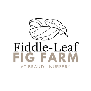 Fiddle-Leaf Fig Farm