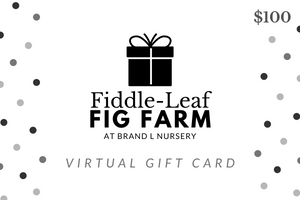 A decorative image for a $100 gift card to the Fiddle Leaf Fig Farm at Brand L Nursery.