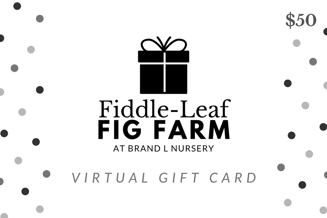 A decorative image for a $50 gift card to the Fiddle Leaf Fig Farm at Brand L Nursery.