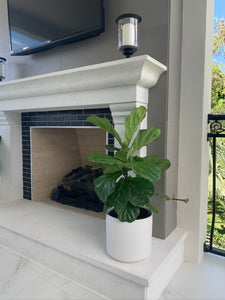 A fiddle-leaf fig in a matte white ceramic pot in front of a fireplace.