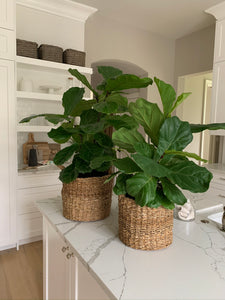 Two brown woven baskets with fiddle-leaf figs inside on a white kitchen counter.