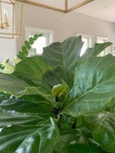 Load image into Gallery viewer, A close-up of fiddle-leaf fig leaves.
