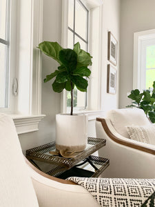 A bush fiddle leaf fit shaped into a petite tree. The plant is in a ceramic pot on a mirrored table.