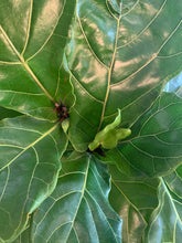 Load image into Gallery viewer, A close-up of new growth on a fiddle-leaf fig.
