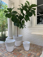 Load image into Gallery viewer, Three white and gray-striped pots on a brick patio; one has a fiddle-leaf fig tree in it.
