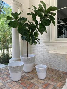 Three white and gray-striped pots on a brick patio; one has a fiddle-leaf fig tree in it.
