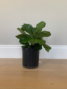 A starter fiddle-leaf fig in a grower's pot in front of a gray wall.