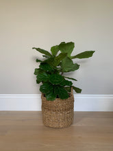 Load image into Gallery viewer, A bush fiddle-leaf fig in a basket in front of a gray wall.
