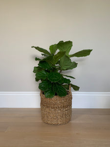 A bush fiddle-leaf fig in a basket in front of a gray wall.