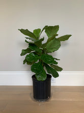 Load image into Gallery viewer, A bush fiddle-leaf fig in its grower&#39;s pot in front of a gray wall.
