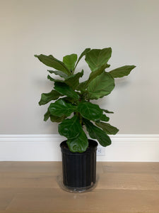 A bush fiddle-leaf fig in its grower's pot in front of a gray wall.