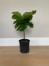 Load image into Gallery viewer, A bush fiddle-leaf fig shaped into a petite tree in its grower&#39;s pot.
