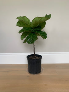 A bush fiddle-leaf fig shaped into a petite tree in its grower's pot.