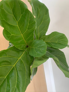 A top-down view of a fiddle-leaf fig.