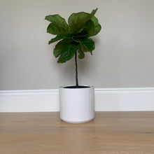 Load image into Gallery viewer, A bush fiddle-leaf fig shaped into a petite tree in a ceramic pot.
