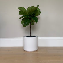 Load image into Gallery viewer, A bush fiddle-leaf fig shaped into a petite tree in a white ceramic pot against a gray wall.
