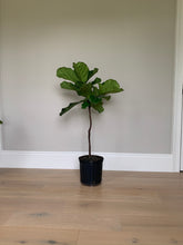 Load image into Gallery viewer, A small fiddle-leaf fig tree in its grower&#39;s pot in front of a gray wall.
