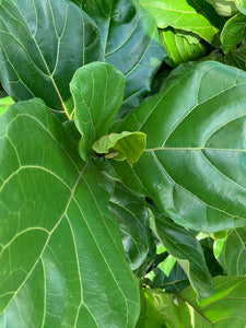A close-up of new growth on a fiddle-leaf fig.