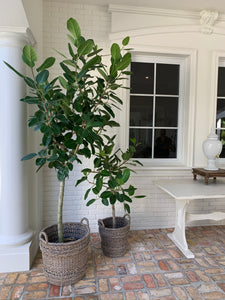 Ficus Audrey Plant