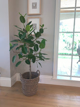 Load image into Gallery viewer, Ficus Audrey Plant
