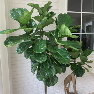 Fiddle-Leaf Fig Plant