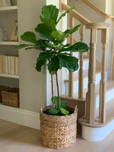 Load image into Gallery viewer, Fiddle-Leaf Fig Plant
