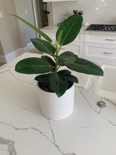 Load image into Gallery viewer, Ficus Audrey Plant
