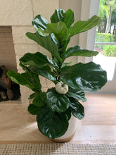 Load image into Gallery viewer, Fiddle-Leaf Fig Plant
