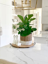 Load image into Gallery viewer, A starter fiddle-leaf fig in a ceramic white pot on a wooden tray.
