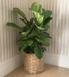 A bush fiddle-leaf fig in a basket in the corner of a wall-papered room.