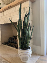 Load image into Gallery viewer, Snake Plant - Large

