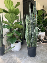 Load image into Gallery viewer, Snake Plant - Large
