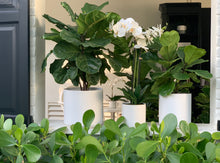 Load image into Gallery viewer, Two fiddle-leaf figs and an orchid in matte white ceramic pots in a window sill.
