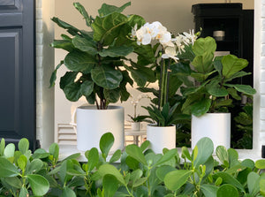 Two fiddle-leaf figs and an orchid in matte white ceramic pots in a window sill.