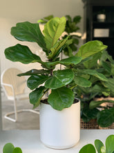 Load image into Gallery viewer, A fiddle-leaf fig in a matte white ceramic pot on a window sill.
