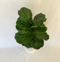 Load image into Gallery viewer, A top-down view of a fiddle-leaf fig in front of a white background.
