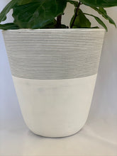 Load image into Gallery viewer, A close up of a fiddle-leaf fig in a white and gray-striped pot.

