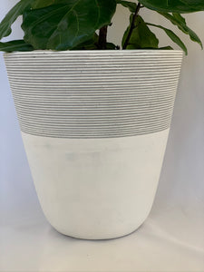 A close up of a fiddle-leaf fig in a white and gray-striped pot.