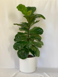 A fiddle-leaf fig in a matte white ceramic pot in front of a white background.