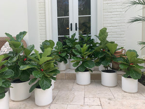 Fiddle-leaf figs with red ornaments in matte white ceramic pots arranged on an outdoor patio.